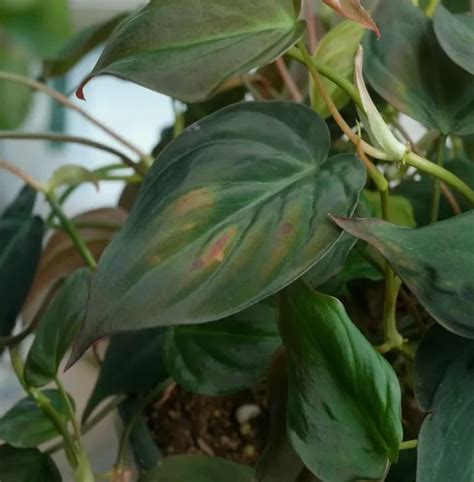philodendron problems|Philodendron Diseases .